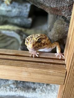 Terrarium mit 3 Leopardgeckos -vollausgestattet + Zubehör