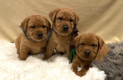 Labradorwelpen in foxred Labrador Welpe * Abgbe ab Ende April 204