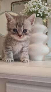 Bkh  kitten / Tabby