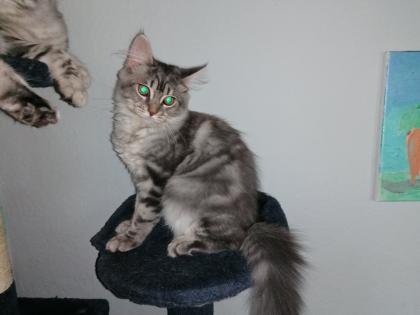 Gebe 3 Maine Coon mix Kitten ab