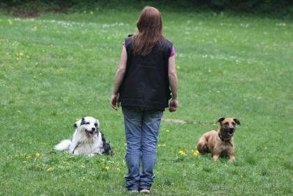 Hundetraining, einzel und gruppenunterricht,welenstunde,sozialisierung,themenabe