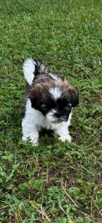 Shih Tzu Welpen zu verkaufen