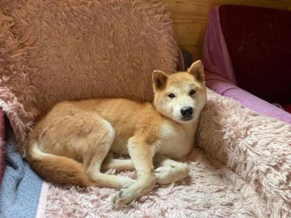 Yurushi - Shiba Inu-Mischling - freundlich, neugierig
