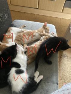 Junge Kitten