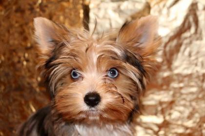 Merle yorkshire terrier mit Stammbaum