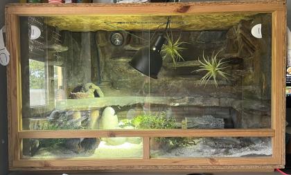 Terrarium mit 3 Leopardgeckos -vollausgestattet + Zubehör