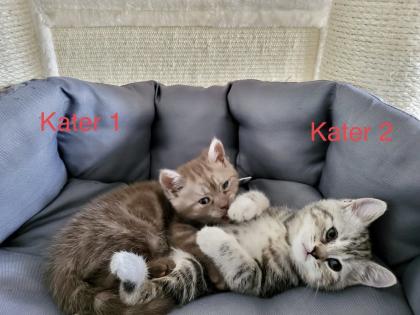 BKH Kitten suchen ab 17.05 ein neues Zuhause