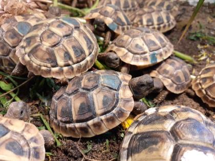 Griechische Landschildkröten THB Nachzuchten von 2024