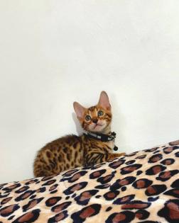 Bengal katze , Baby Katzen
