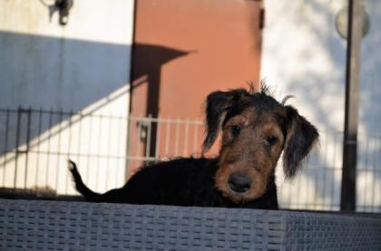 Airedale Welpen