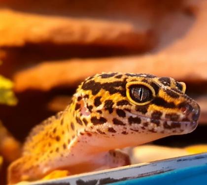 Leopardgeckos aus langjähriger Zucht