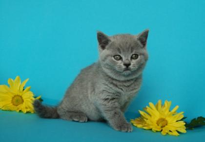 Bezaubernde Kartäuserbärchen! Britisch Kurzhaar Babys blau und lilac