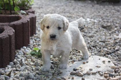 Goldendoodle MINI F1