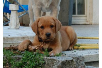 Kinderliebe ruhige Labradorwelpe ab sofort abzugeben