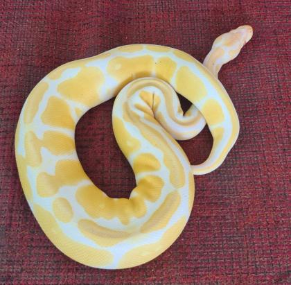 Königspython Albino 0.1