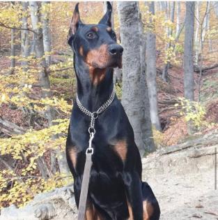 DobermannWelpen