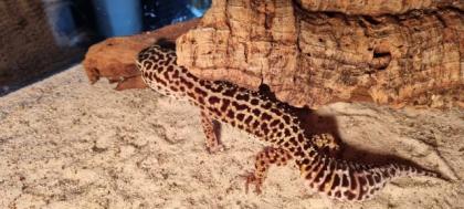 2 Leopardengeckos abzugeben 