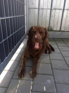 Deckrüde Labrador Schokobraun 