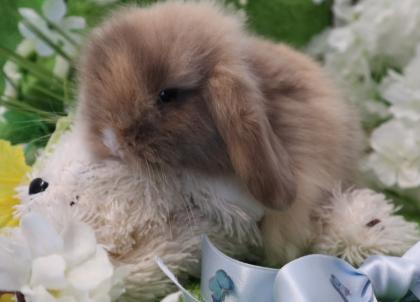 Zwergkaninchen, Peking-Teddywidder super süß und handzahm