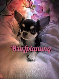 Chihuahua xxs Wurfplanung 