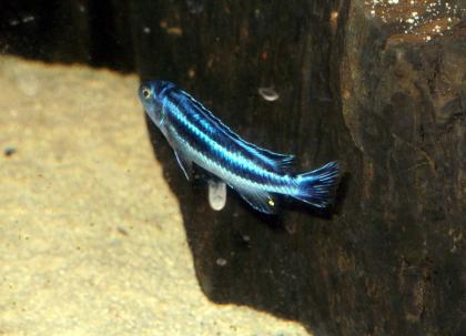 Melanochromis maingano