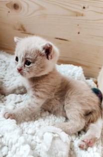 BKH Kitten Kater creme