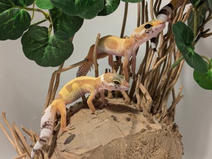 Leopardgecko aus Rostock 24.11.2024