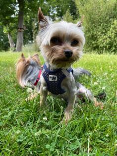 Yorkshire Terrier Mini (Deckrüde!!!)