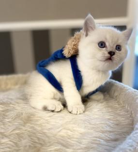 BKH (Britisch Kurz Haar) Kitten
