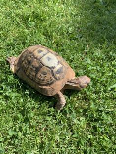 Landschildkröte w 30 Jahre inkl. Terrarium in liebevolle Hände 