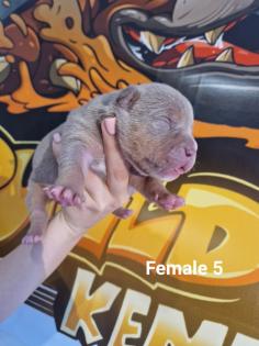 American Bully Welpen Standard / Classic