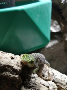 Biete 3 Phelsuma standingi Nachzuchten