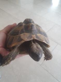 Griechische Landschildkröten w 2024