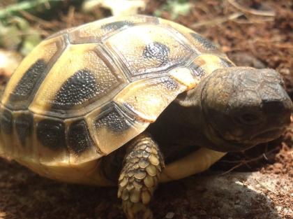 Griechische Landschildkrötenbabys weiblich