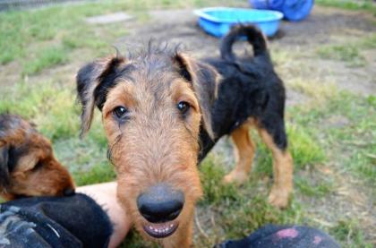 Airedale Welpen