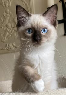 Ragdoll Kitten mit Stammbaum ! -Abgabebereit -