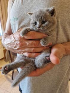 Britische Katze mit Stammbaum