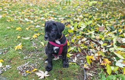 Schweiz-Zürich: Sehr schöne Cane Corso Welpen suchen ein Zuhause
