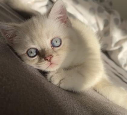 Bkh kitten  Kristall blauen Augen