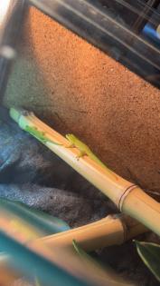 4 Phelsuma Grandis Großer Madagaskar Taggecko Jungtiere