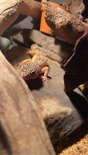 2 Leopardengecko Weibchen