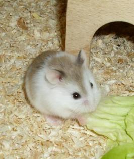 Zwerghamster, jung, weiblich, sucht Zuhause, Hamster