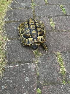 Griechische Landschildkröte männlich, geb. 2024