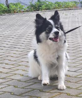 Mittelspitz 10,5 Monate 