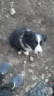 Border Collie / Australian Shepard Mix Wekoen