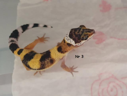 0,9 Leopardgeckos DNz20 u 22 Komplettabnahme bevorzugt!