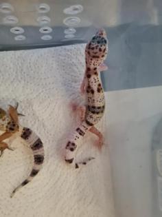 Leopardgeckos NZ 21, 0.1