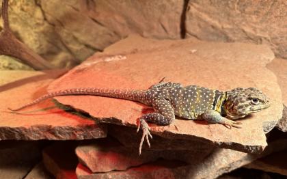 Halsbandleguan Männchen (Crotaphytus collaris)