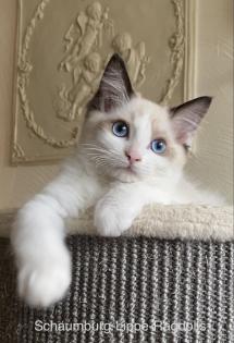 Ragdoll Kitten mit Stammbaum ! -Abgabebereit -