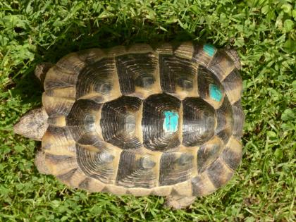 Maurische Landschildkröte Tgi zu verkaufen